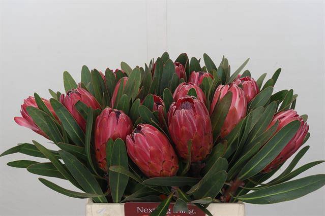 <h4>PROTEA RED ICE</h4>