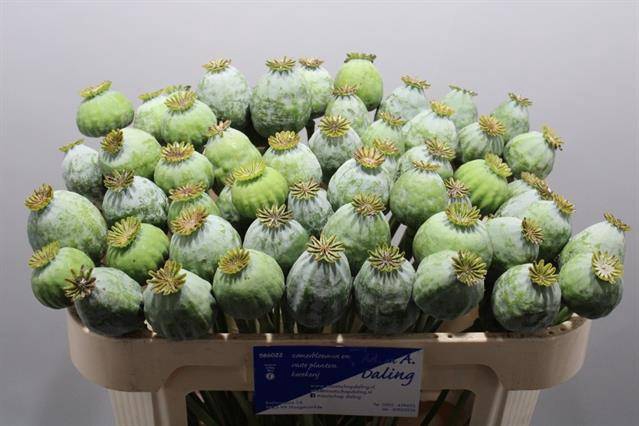 <h4>Papaver Som Zaad Ball Daling</h4>
