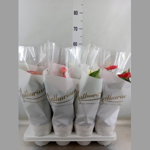 Anthurium   ...mix 4
