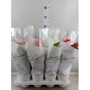 Anthurium   ...mix 4