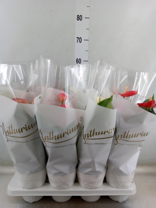 <h4>Anthurium   ...mix 4</h4>