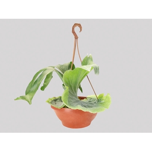 PLATYCERIUM GRANDE C25