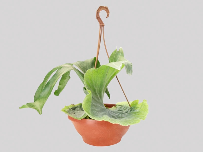 <h4>PLATYCERIUM GRANDE C25</h4>