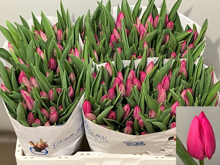 <h4>TU EN PINK ARDOUR</h4>