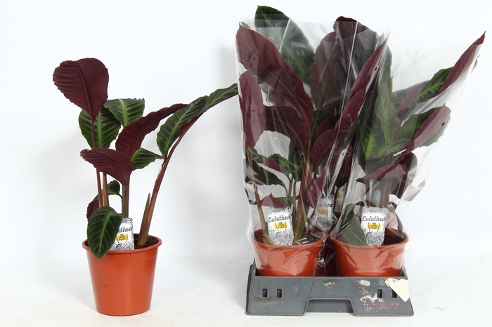 <h4>CALAT WARSCEWICZII</h4>