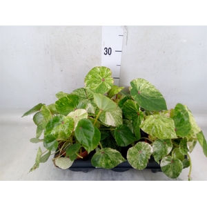 Begonia BD   ...