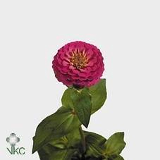 ZINNIA ELEGANS ROOD