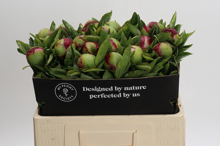 <h4>Paeonia Red Charm</h4>