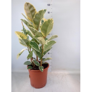 Ficus elastica 'Tineke'