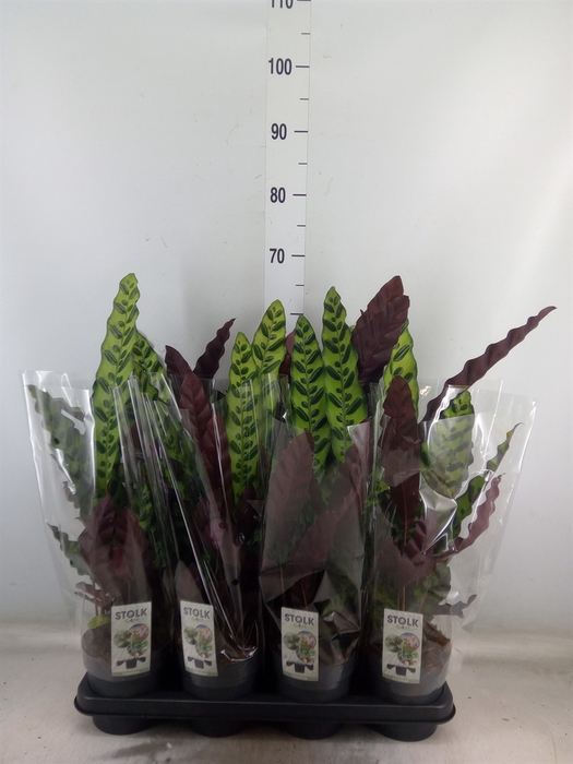 <h4>Calathea lancifolia</h4>