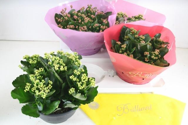 <h4>KAL GE GEM 4 KL</h4>