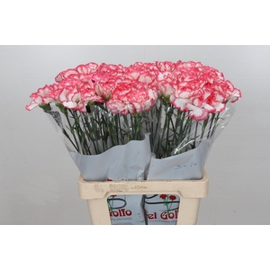 Dianthus St Poirot Bianco