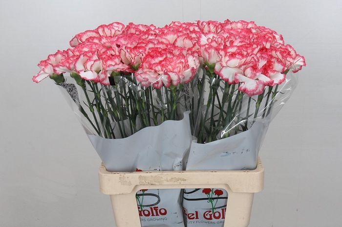 Dianthus St Poirot Bianco