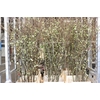 Chaenomeles Superba White P Stem