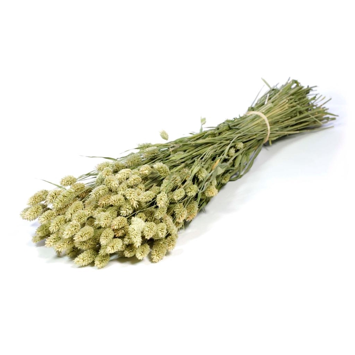 <h4>Phalaris Natural Green</h4>