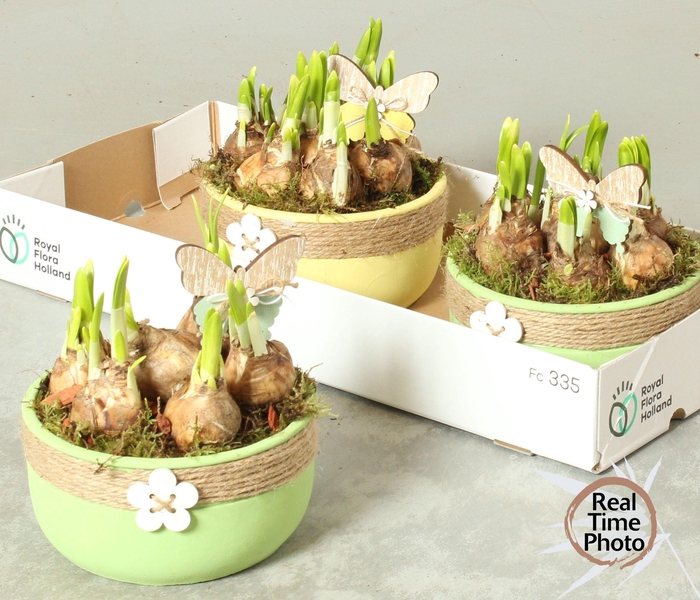 <h4>ARR NARCISSUS</h4>