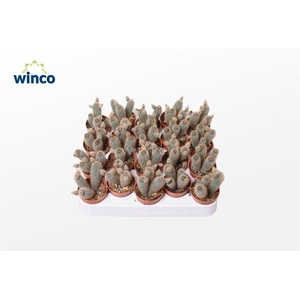 Thrixanthocereus Blossfeldiorum