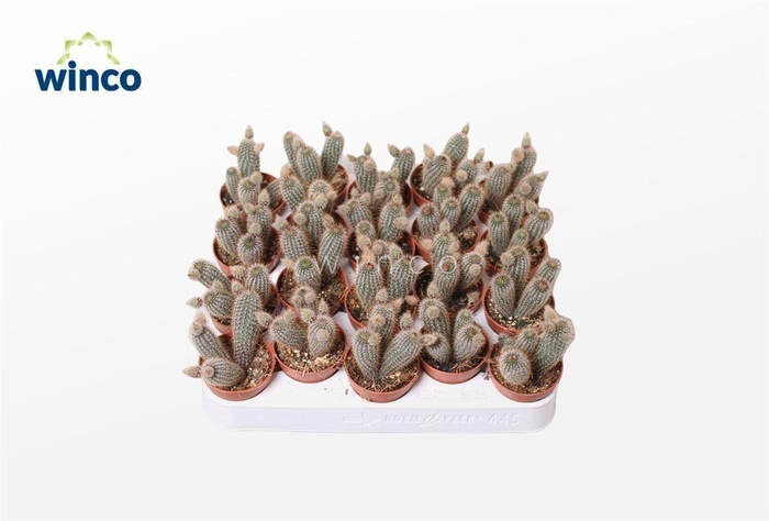 <h4>Thrixanthocereus Blossfeldiorum</h4>