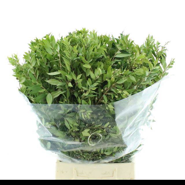 <h4>MYRTUS COM BS</h4>