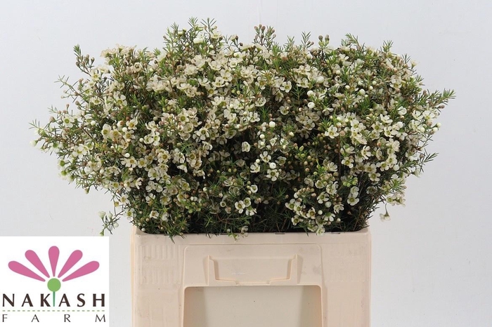 <h4>CHAME IVORY PEARL</h4>