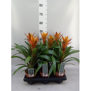 Guzmania  'Variada'