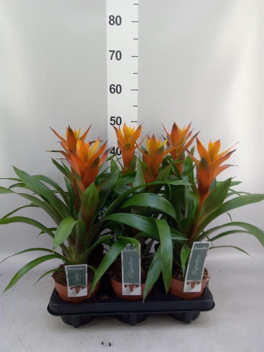 <h4>Guzmania  'Variada'</h4>