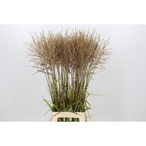 Miscanthus Rotfeder