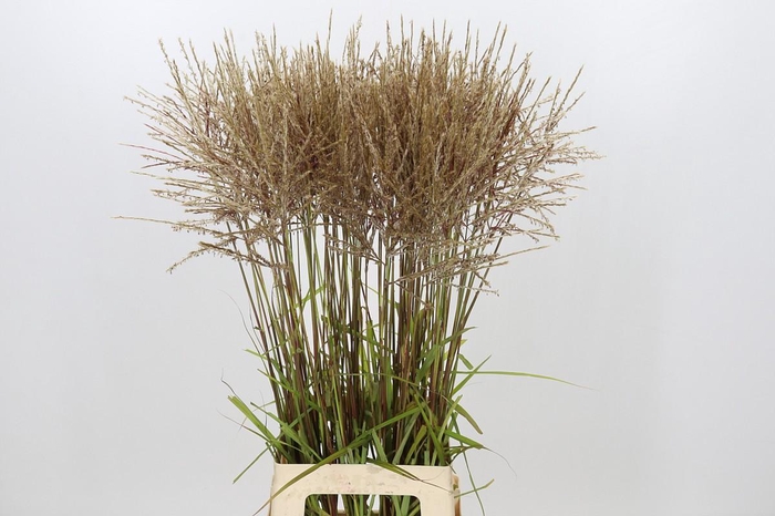 <h4>Miscanthus Rotfeder</h4>