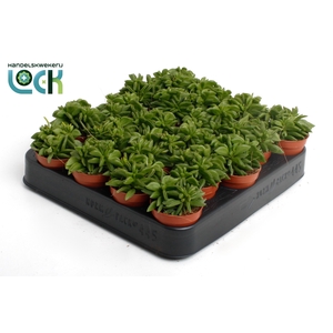 Peperomia Green Spark