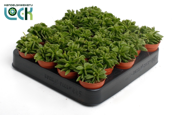 <h4>Peperomia Green Spark</h4>