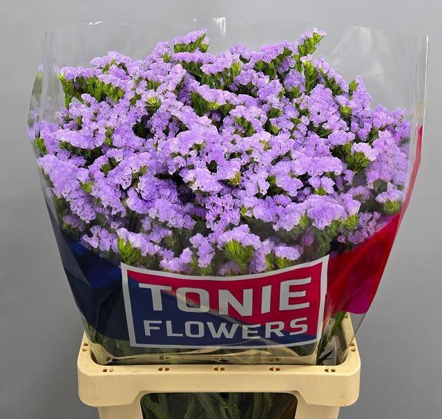 <h4>LIM S TONIE LAVENDER</h4>