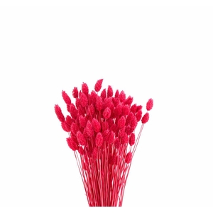 Dried Phalaris X5 Cerise Bunch