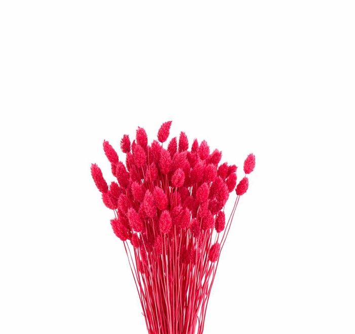 <h4>Dried Phalaris X5 Cerise Bunch</h4>