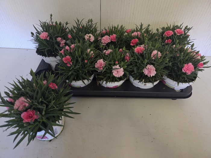 <h4>DIAN I LOVE U</h4>