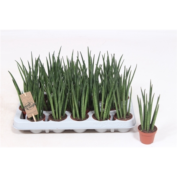 <h4>Sansevieria Mikado IT</h4>