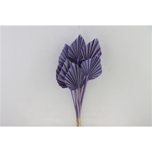 Dried Palm Spear 10pc Milka Bunch Slv