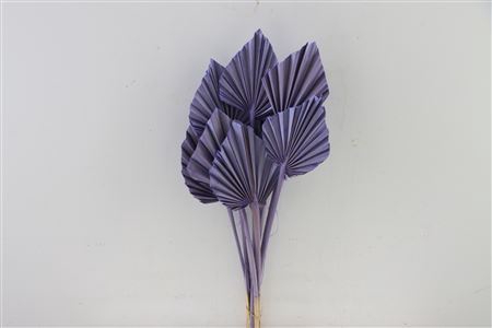 Dried Palm Spear 10pc Milka Bunch Slv