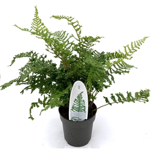 Dryopteris affinis Cristata