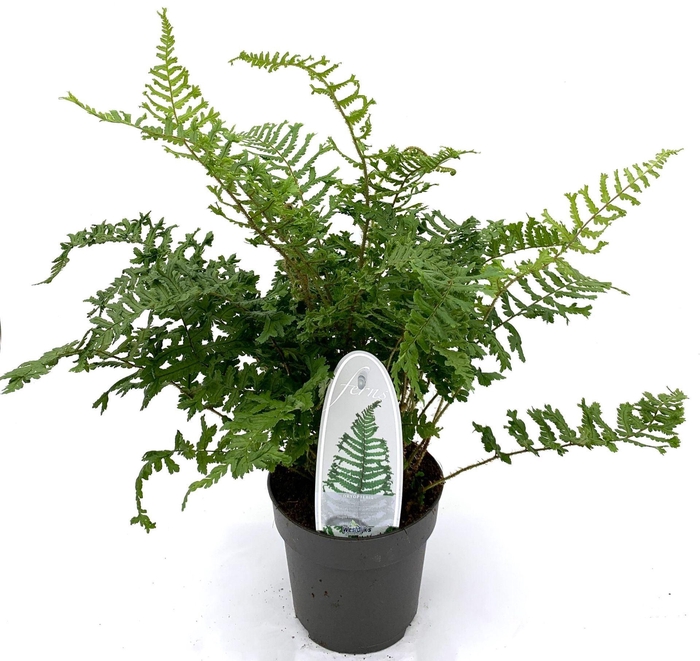 <h4>Dryopteris affinis Cristata</h4>