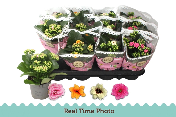 <h4>KAL GE GEM TWEEKL BL</h4>