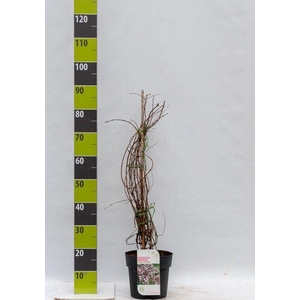 Kolkwitzia amabilis 'Pink Cloud'