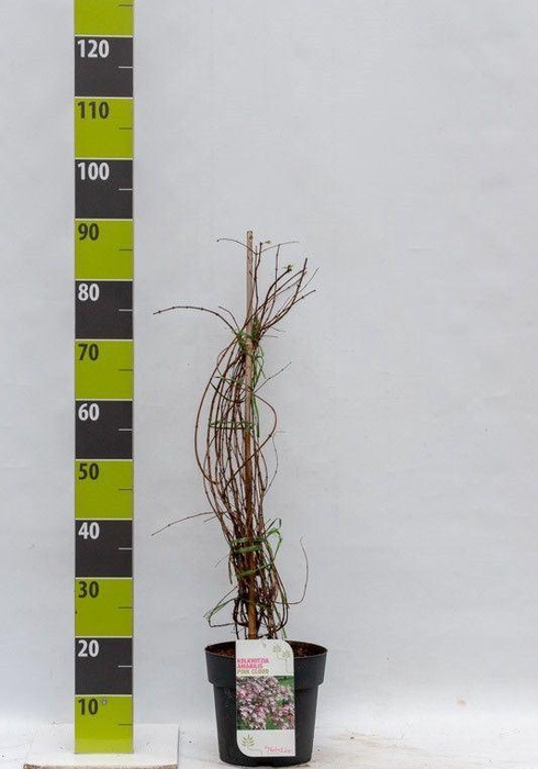 <h4>Kolkwitzia amabilis 'Pink Cloud'</h4>