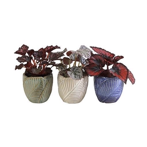 BEGIONIA MIX P6 L 66074