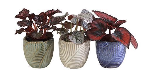 <h4>BEGIONIA MIX P6 L 66074</h4>