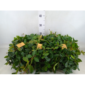 Peperomia  'Rocca Scuro'