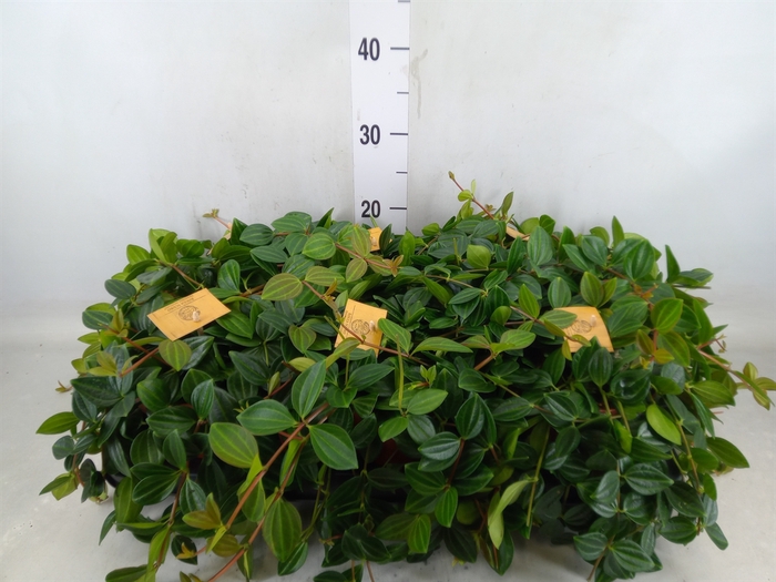 <h4>Peperomia  'Rocca Scuro'</h4>