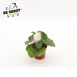 Begonia tuberhybride (white)
