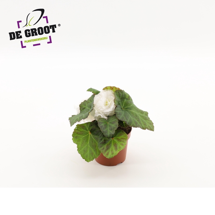 <h4>Begonia tuberhybride (white)</h4>