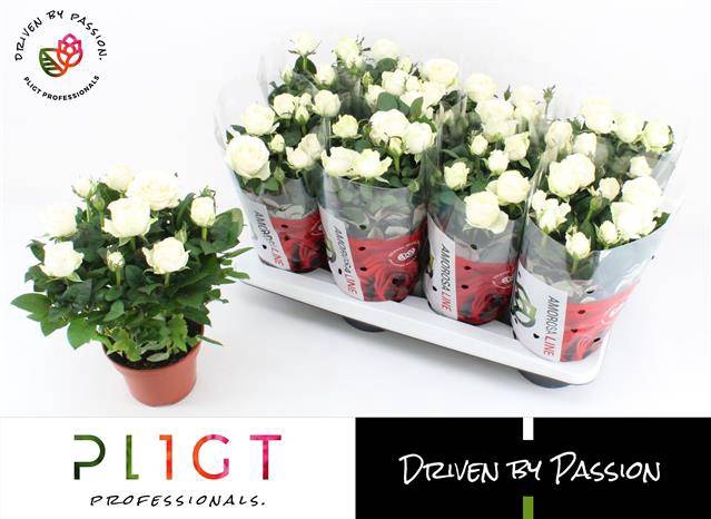 <h4>ROSA INFINITY WHITE P14</h4>