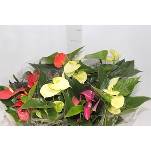 ANTHURIUM VARIADO P09